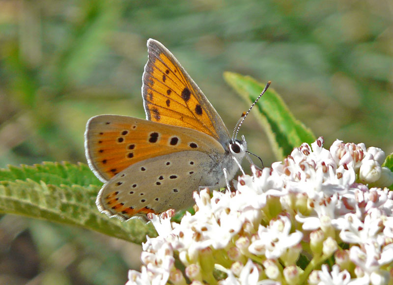 Lycaena alciphron. Si ♀